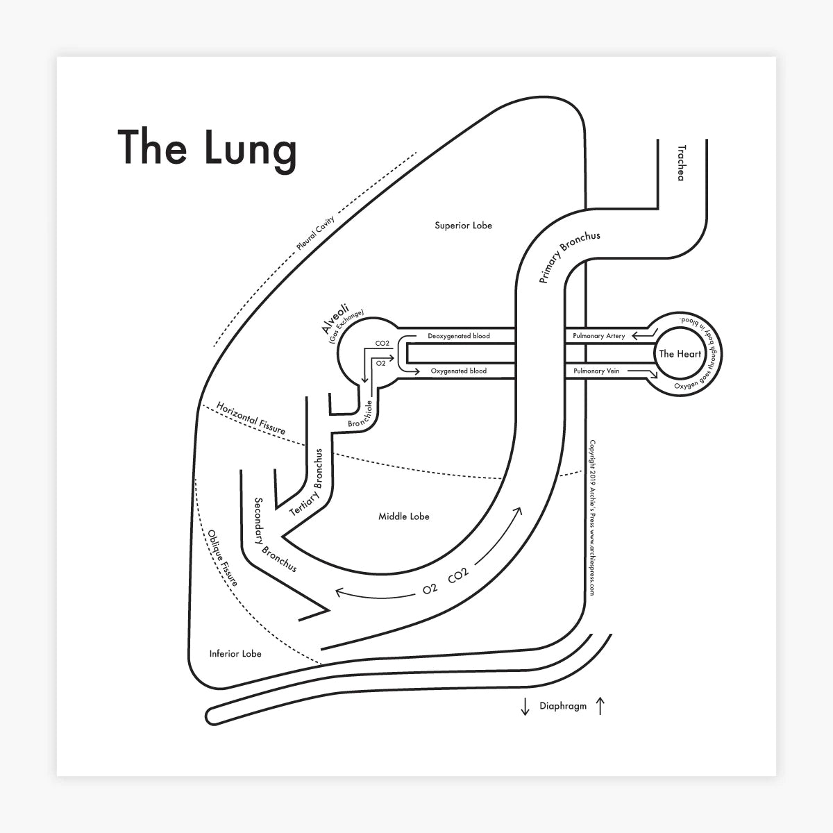 The Lung Letterpress Print