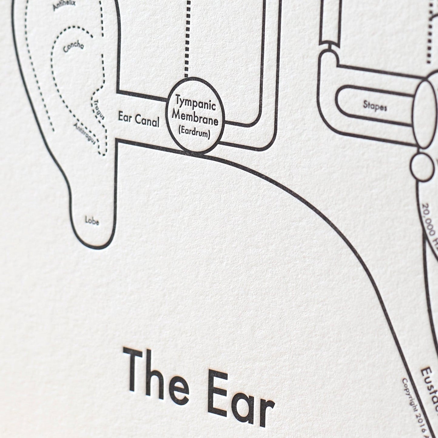 The Ear Letterpress Print